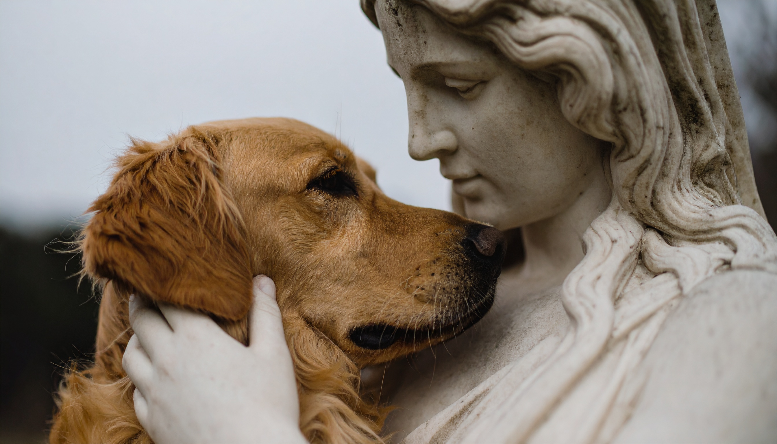 AI campaign imagery example - pet wellness brand lifestyle photography by Wrayven